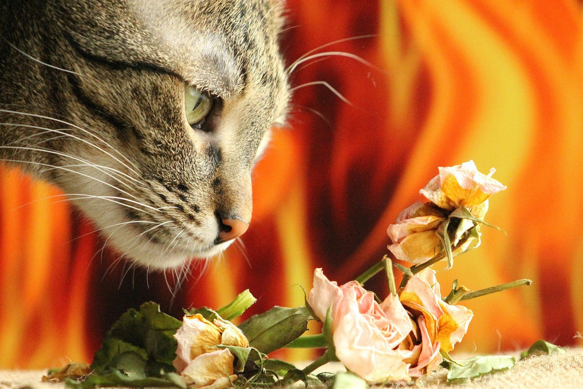 Close-up of a tabby cat sniffing dried roses against a warm orange background.