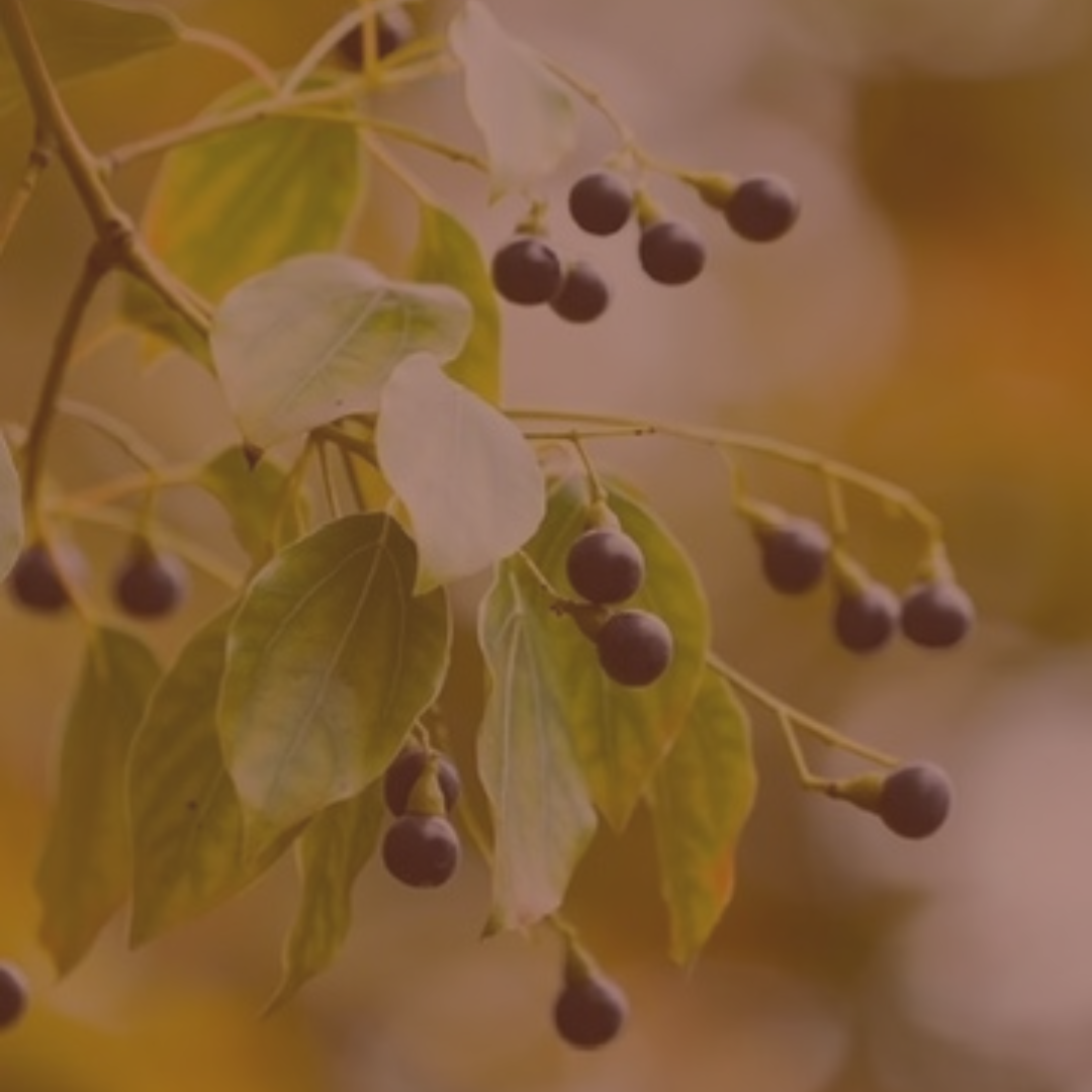 Camphor