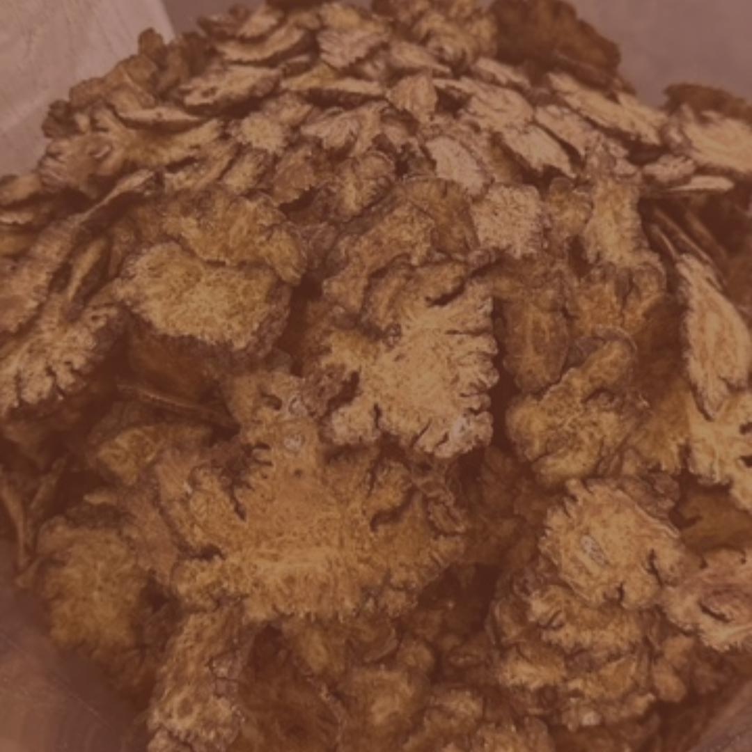 Ligusticum Root