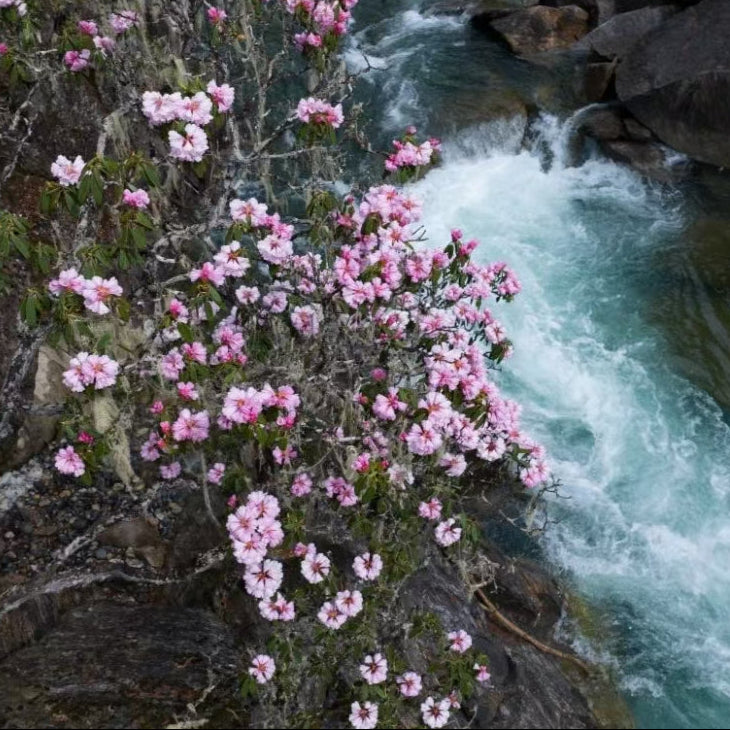 Highland Rhododendron flowers in full bloom along a riverbank in Tibet, with pink and white blossoms contrasting against the rushing water and rocky terrain.