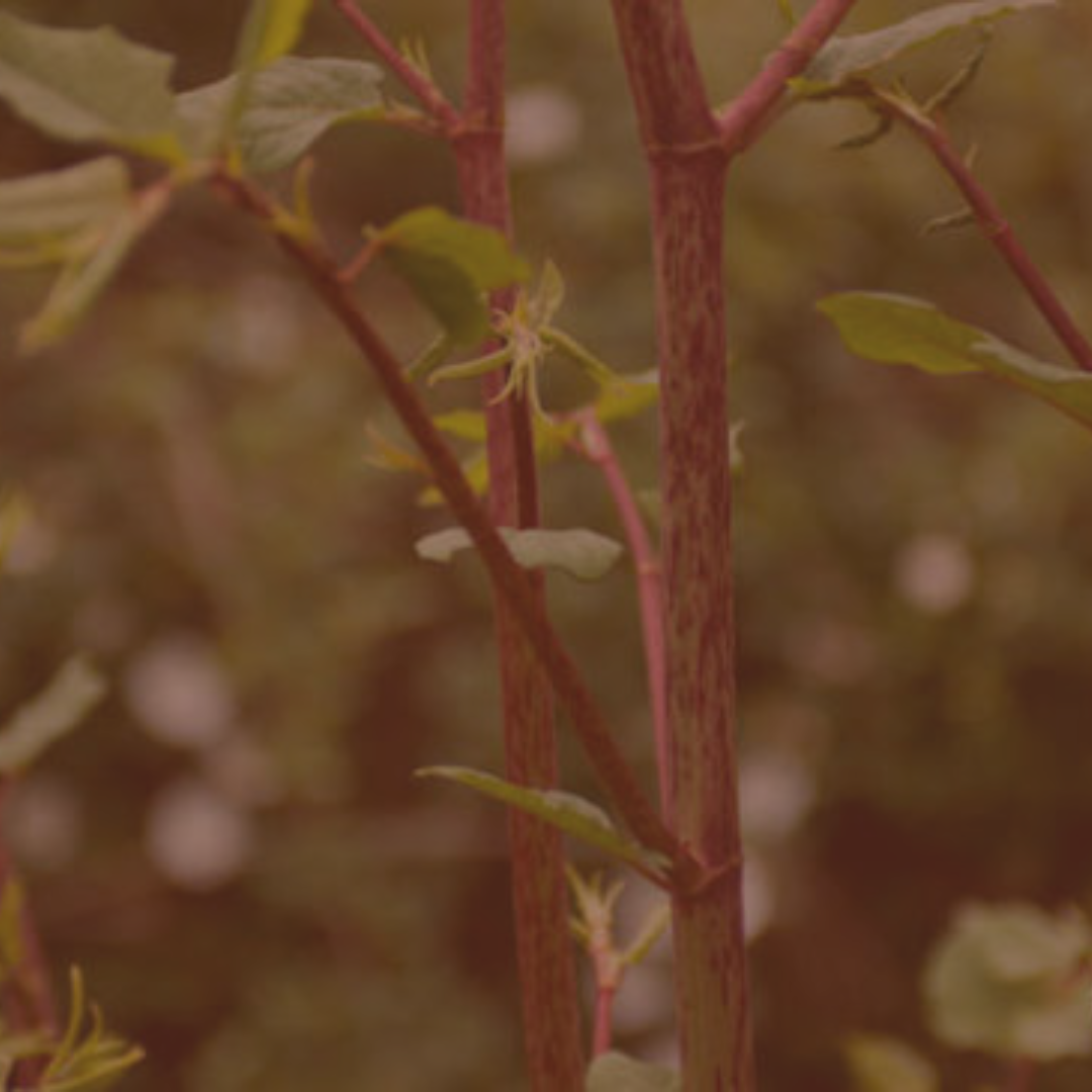 Japanese Knotweed Root