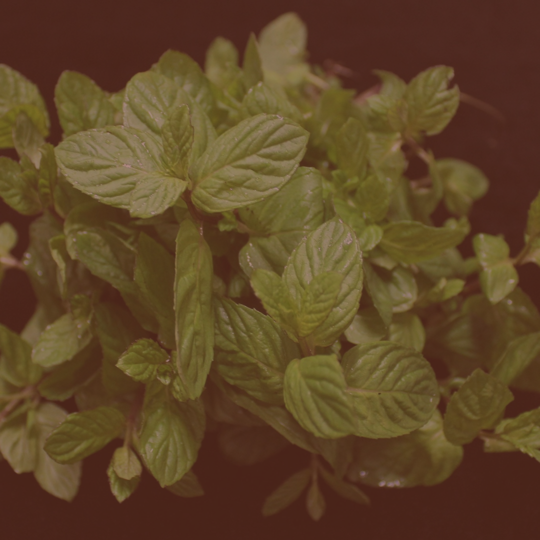 Menthol