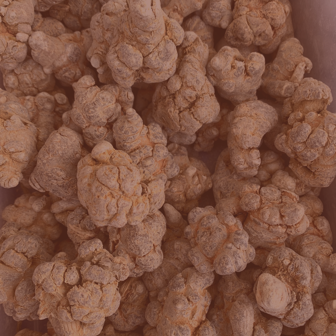Notoginseng