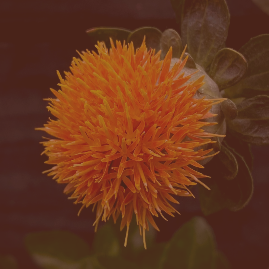 Safflower