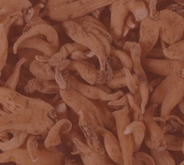 White Sandalwood