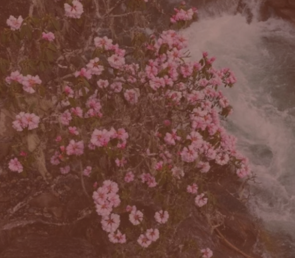 Highland Rhododendron