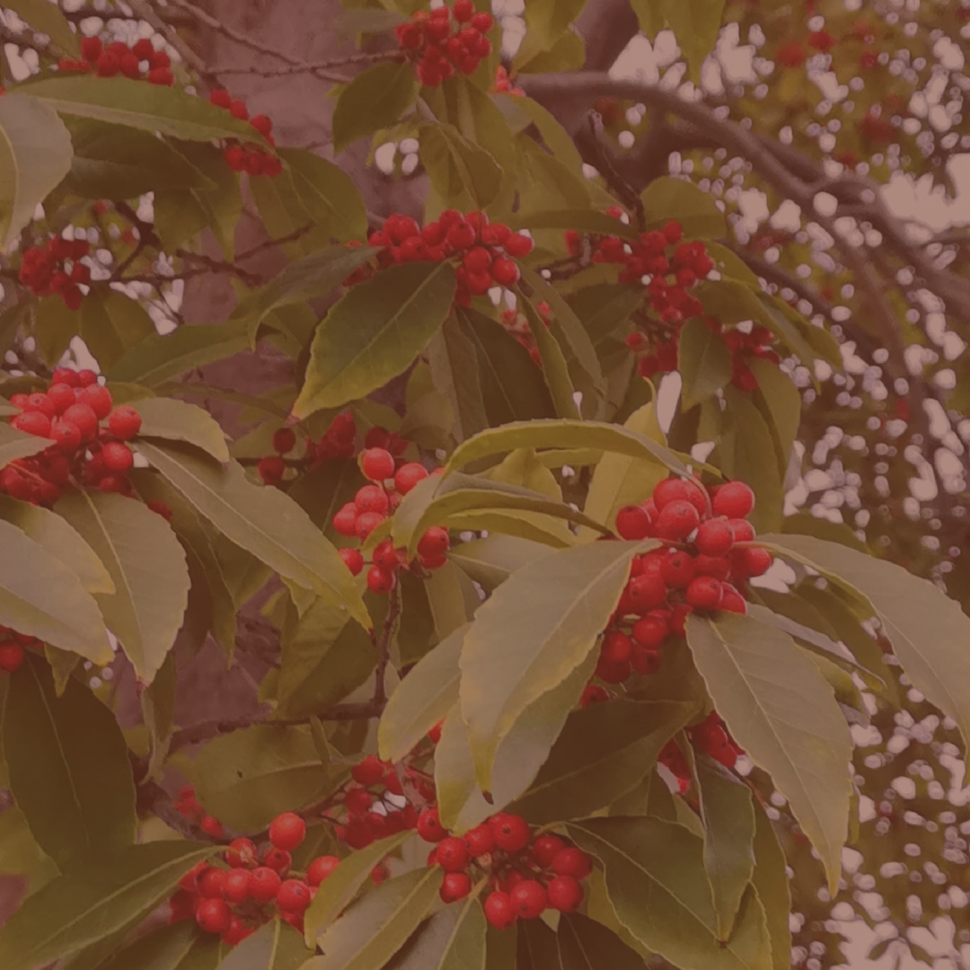 Wintergreen Oil