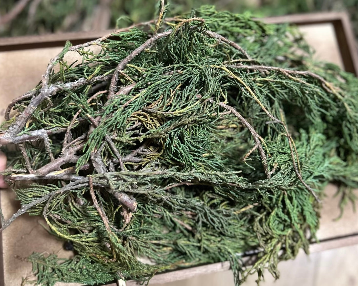 Fresh green cypress branches, a fragrant herbal ingredient often used in traditional incense making.