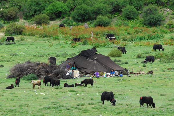 Tibetan nomadic family camp with yaks grazing on green highland pasture and traditional tent in the background